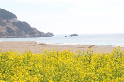 春の海 ひねもすのたり のたりかな 和歌山田辺市 嵐助産院の院長ブログ